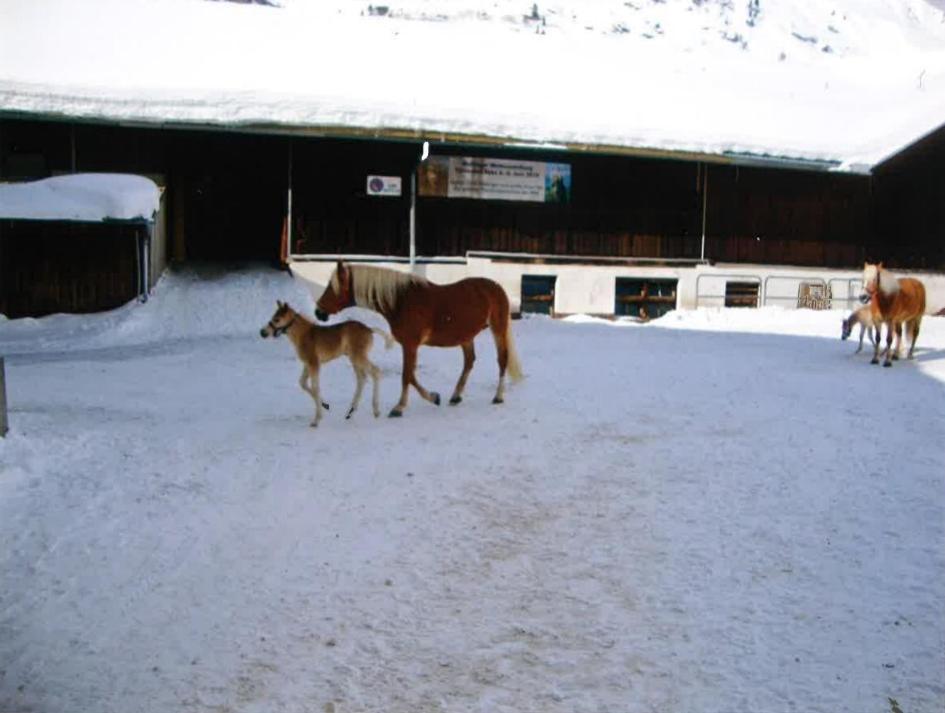 Merryshof Sankt Ulrich am Pillersee Dış mekan fotoğraf